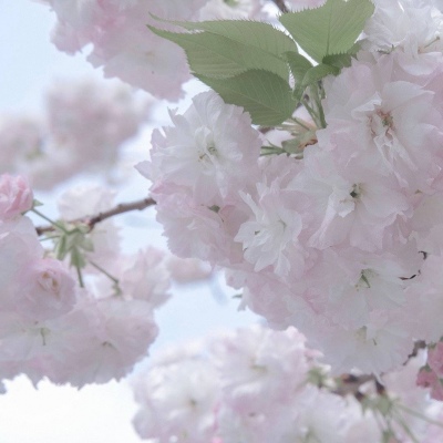 耒阳福瑞交流群